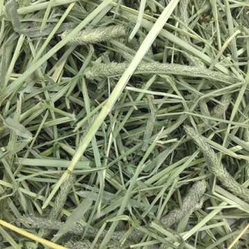 Oxbow Animal Health Western Timothy Hay - All Natural Hay for Rabbits, Guinea Pigs, Chinchillas, Hamsters & Gerbils - 50 lb. Bulk Size