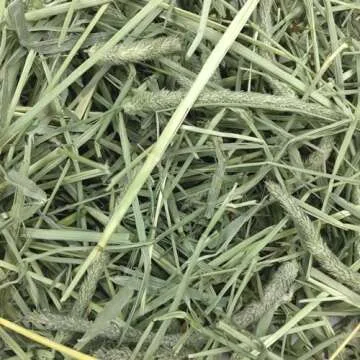 Oxbow Animal Health Western Timothy Hay - All Natural Hay for Rabbits, Guinea Pigs, Chinchillas, Hamsters & Gerbils - 50 lb. Bulk Size