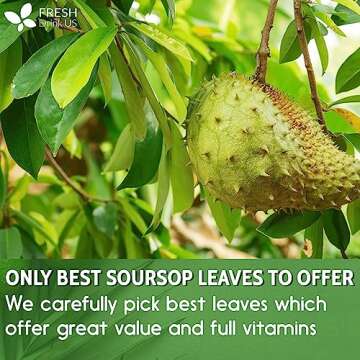 120+ Premium Soursop Graviola Dried Leaves, 120-130 Natural Leaves, Whole Soursop Leaves, Wildcrafted, Graviola, Soursop, Hoja Guanabana, Soursop Loose Leaf Herbal Tea, No Gluten, Vegan