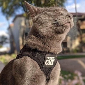 Travel Cat Harness and Leash Set for Safe Outdoor Adventures