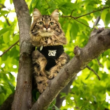 Travel Cat Harness and Leash Set for Safe Outdoor Adventures