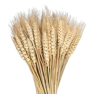 MHMJON 100 Pcs Dried Wheat Sheaves Bundle Golden Natural Wheat Bouquet Bunch Dried Flowers Arrangeme...