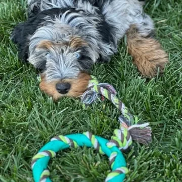 Rocket & Rex 6-Pack Puppy Chew Toys for Small Dogs