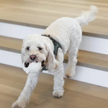 Rocket & Rex 6-Pack Puppy Chew Toys for Small Dogs