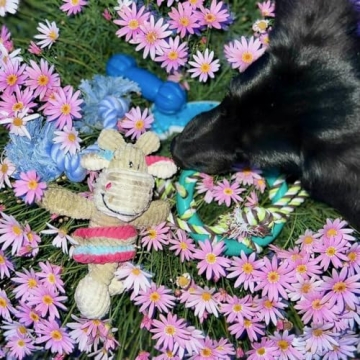 Rocket & Rex 6-Pack Puppy Chew Toys for Small Dogs