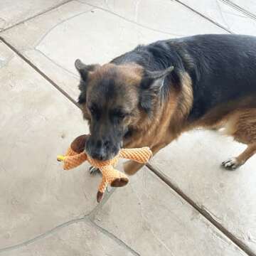 Jalousie Multipack Dog Squeaky Toys Strong Almost Indestructible, with Added Liner for Longer Play Dog Chew Toys (Medium to Large Breeds, 5 Pack Checks for Aggressive Chewers)