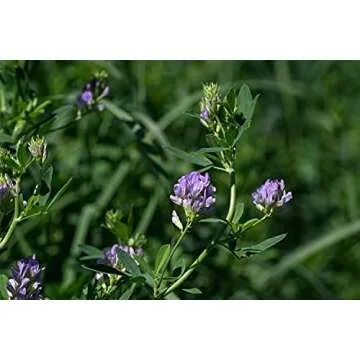 Nature’s Seed Alfalfa Seeds for Planting, Food Plot, Cover Crop, Green Manure, Pasture, Forage, 1 Lb