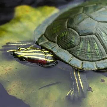 Realistic Red-Eared Slider Turtle Figurine for Kids