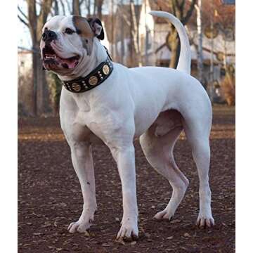 Bestia Maximus Genuine Leather Dog Collar, Large Breeds, Cane Corso, Rottweiler, Bullmastiff, Dogo, Quality Dog Collar, 100% Leather, Studded, L- XXL Size, 2.5 inch Wide. Padded. Made in Europe!