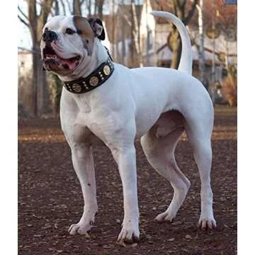 Bestia Maximus Genuine Leather Dog Collar, Large Breeds, Cane Corso, Rottweiler, Bullmastiff, Dogo, Quality Dog Collar, 100% Leather, Studded, L- XXL Size, 2.5 inch Wide. Padded. Made in Europe!