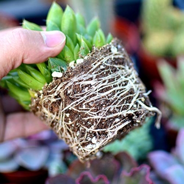 The Valley Garden Organic Cactus Soil for Thriving Plants