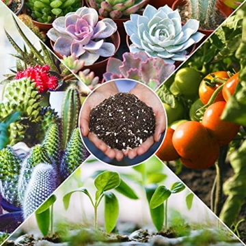 The Valley Garden Organic Cactus Soil for Thriving Plants