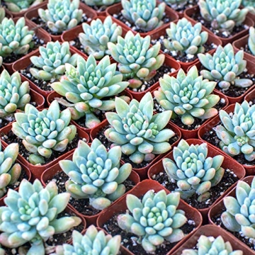 The Valley Garden Organic Cactus Soil for Thriving Plants