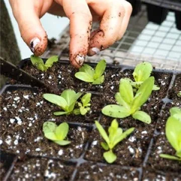 The Valley Garden Organic Cactus Soil for Thriving Plants