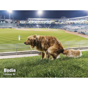 Pooping Pooches White Elephant Gag Gift Calendar