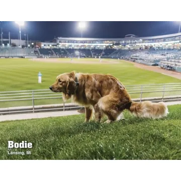 Pooping Pooches White Elephant Gag Gift Calendar