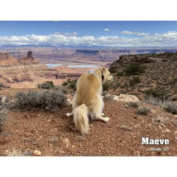 Pooping Pooches White Elephant Gag Gift Calendar