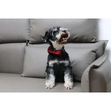 Lionet Paws Adjustable Cotton Dog Collar with Bowtie