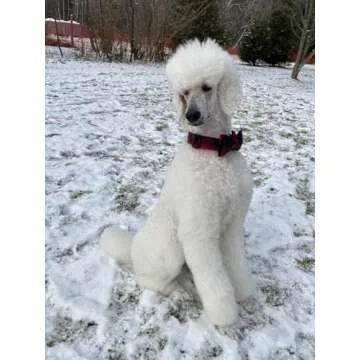 Lionet Paws Adjustable Cotton Dog Collar with Bowtie