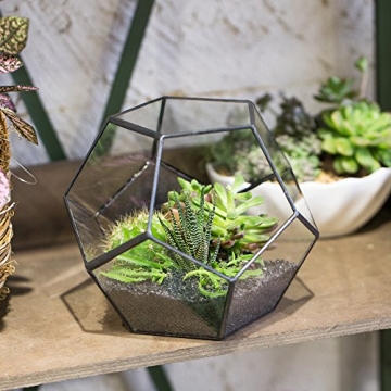 NCYP Small Plants Terrarium - Stylish Geometric Glass Planter