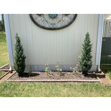 Pre-Potted 4' Artificial Cedar Topiary Outdoor Indoor Tree (Pack of 2)