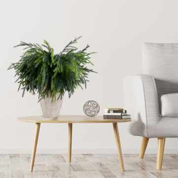 Norfolk Pine Branches for Christmas Decor - 12Pcs