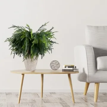 Norfolk Pine Branches for Christmas Decor - 12Pcs