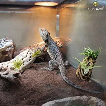 SunGrow Betta Cholla Wood