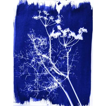 Jacquard Cyanotype Sensitizer Set for Captivating Prints