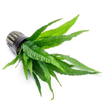 SubstrateSource Java Fern Live Aquarium Plants - Potted Freshwater Plant for Fish Tanks - Beginner Friendly, Low Light (Java Fern, 5 Pots)