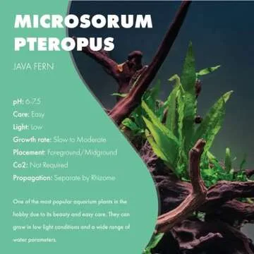 SubstrateSource Java Fern Live Aquarium Plants - Potted Freshwater Plant for Fish Tanks - Beginner Friendly, Low Light (Java Fern, 5 Pots)