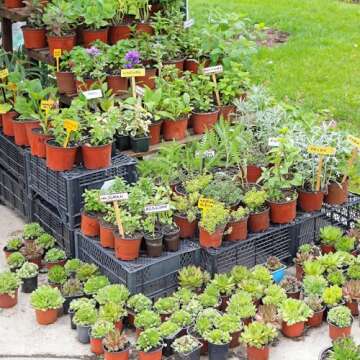 Delxo 100 Pcs 4 Inch Plants Nursery Pots Reusable Plant Seeding Nursery Pot Waterproof Plastic Pots Seed Starting Pots