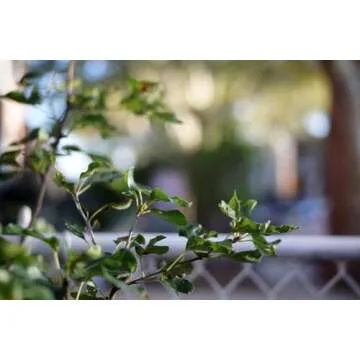 Fotasy 35mm F1.6 Large Aperture Prime Lens for E-Mount