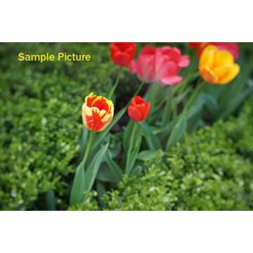 Fotasy 35mm F1.6 Large Aperture Prime Lens for E-Mount