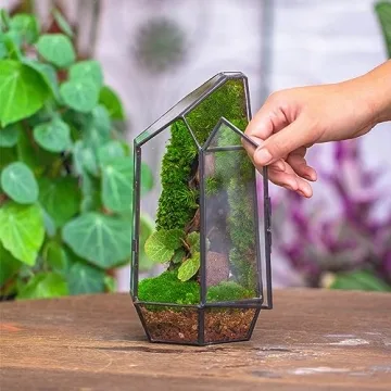 NCYP 5.1" Geometric Glass Terrarium for Succulents