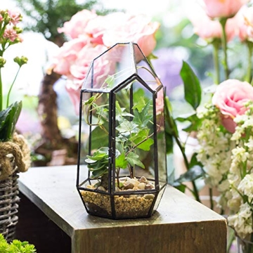 NCYP 5.1" Geometric Glass Terrarium for Succulents