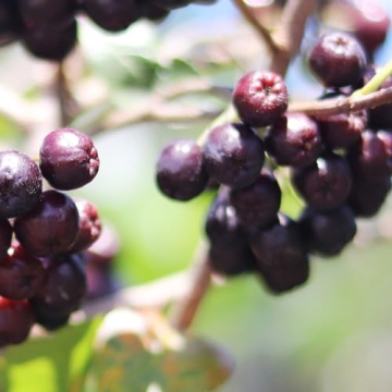 Kiva Organic Acai Berry Powder - Nutritious Superfood