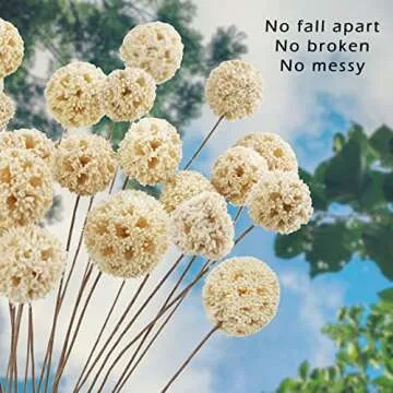 Dried Craspedia Billy Balls - 24 PCS Natural Floral Decor