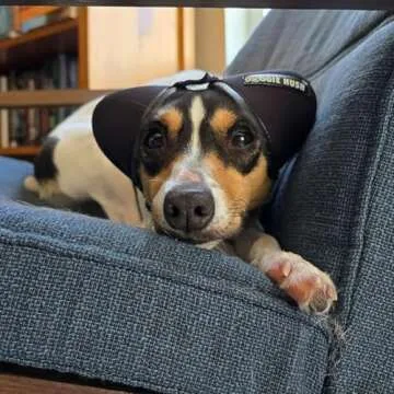 Doggie Hush Dog Headphones for Anxiety Relief