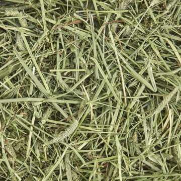 Kaytee All Natural Timothy Hay for Guinea Pigs, Rabbits & Other Small Animals, 12 Pound