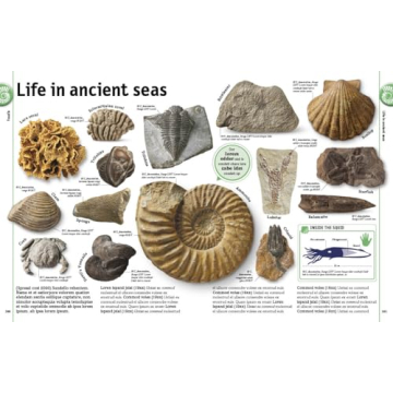 The Rock and Gem Book for Curious Minds and Young Explorers