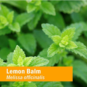 Lemon Balm Liquid Extract for Calming Support