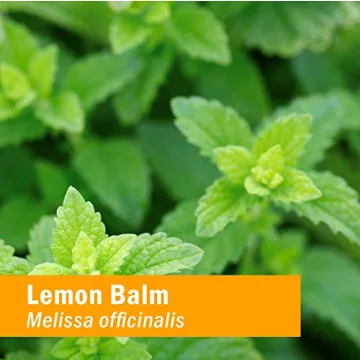 Lemon Balm Liquid Extract for Calming Support