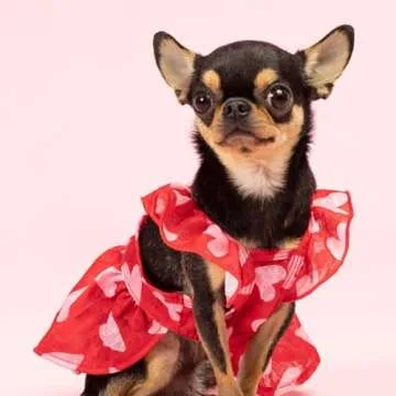 Fitwarm Cute Heart Dog Dress for Small Dogs - XS