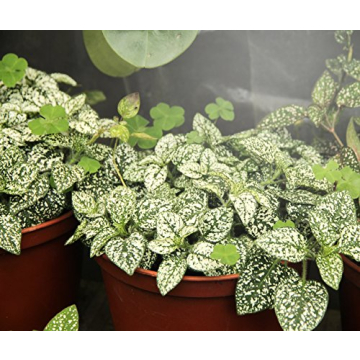 MiracleLED 150W Hydroponic Grow Light for Indoor Gardening