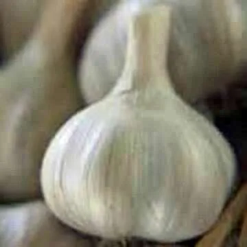 Fresh California Softneck Garlic Bulb for Planting and Eating