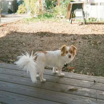 Kodak 35mm Film roll - 35 mm Film roll Color - Kodak Gold 200 35mm Film - Kodak Film 35mm roll - Camera Film roll - Film for Kodak ektar h35 Film - Kodak 200-3 Pack w/ 108 Digital Scans by Raw 135