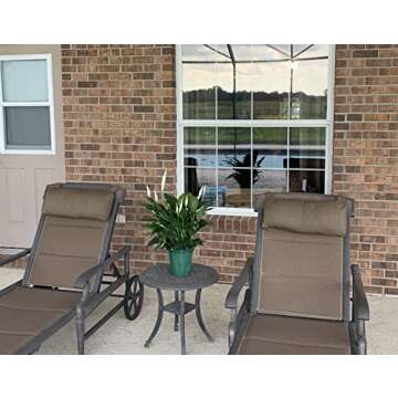 Peace Lily Plant-FriendshipFoliage's Family Farm Grown Quality Live Indoor Spathiphyllum (6" Pot, 14-18in Tall from Bottom of The Pot)…