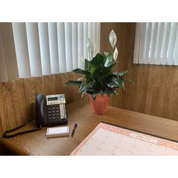 Peace Lily Plant-FriendshipFoliage's Family Farm Grown Quality Live Indoor Spathiphyllum (6" Pot, 14-18in Tall from Bottom of The Pot)…