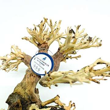 THATUWOOD Bonsai Driftwood Aquarium Tree (8in H x 6in L), Handcrafted Fish Tank Decoration | Easy to Install Driftwood Bonsai for Fish Tank | Decor Aquascape Wood (Bonsai Tree On Rocks)